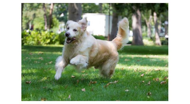 Щенки папийона (папильона) в питомнике Бон Плезир Щенки папийона (папильона) в питомнике Бон Плезир