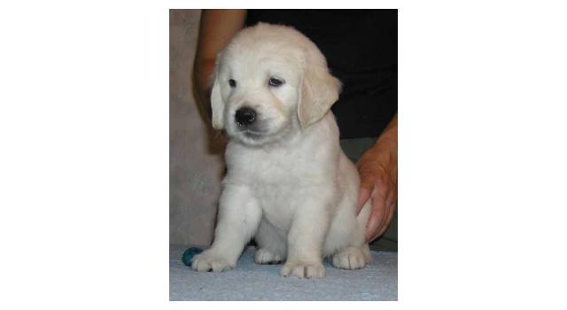 Щенки папийона (папильона) в питомнике Бон Плезир Щенки папийона (папильона) в питомнике Бон Плезир