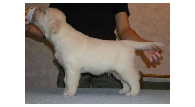 Щенки папийона (папильона) в питомнике Бон Плезир Щенки папийона (папильона) в питомнике Бон Плезир