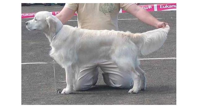 Щенки папийона (папильона) в питомнике Бон Плезир Щенки папийона (папильона) в питомнике Бон Плезир