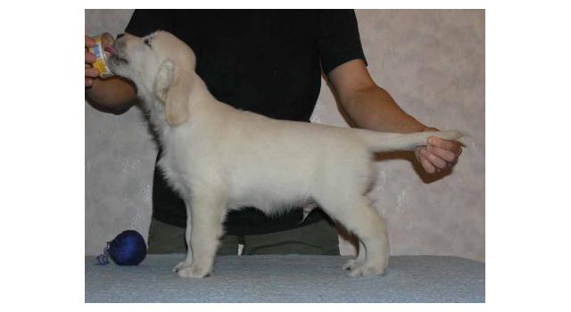 Щенки папийона (папильона) в питомнике Бон Плезир Щенки папийона (папильона) в питомнике Бон Плезир