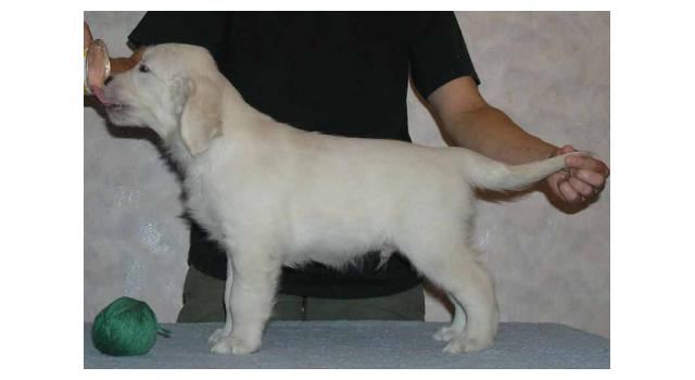 Щенки папийона (папильона) в питомнике Бон Плезир Щенки папийона (папильона) в питомнике Бон Плезир