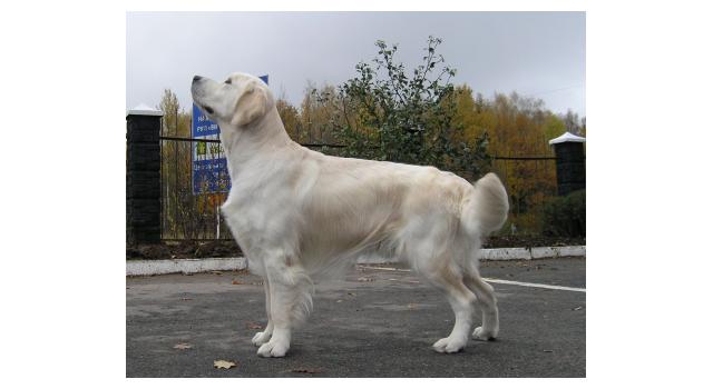 Щенки папийона (папильона) в питомнике Бон Плезир Щенки папийона (папильона) в питомнике Бон Плезир