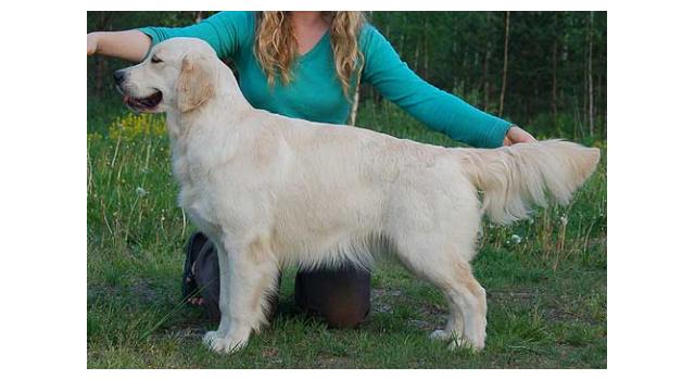Щенки папийона (папильона) в питомнике Бон Плезир Щенки папийона (папильона) в питомнике Бон Плезир