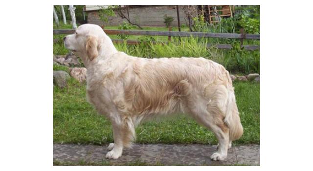 Щенки папийона (папильона) в питомнике Бон Плезир Щенки папийона (папильона) в питомнике Бон Плезир
