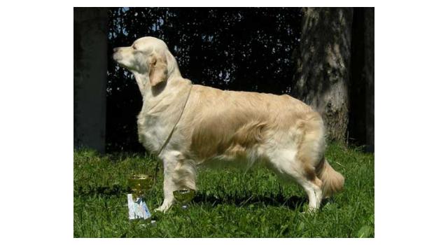 Щенки папийона (папильона) в питомнике Бон Плезир Щенки папийона (папильона) в питомнике Бон Плезир