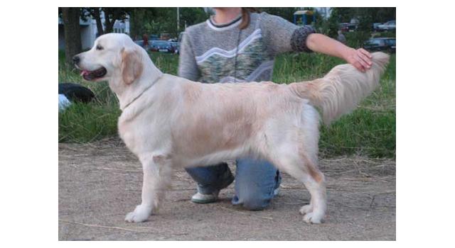 Щенки папийона (папильона) в питомнике Бон Плезир Щенки папийона (папильона) в питомнике Бон Плезир