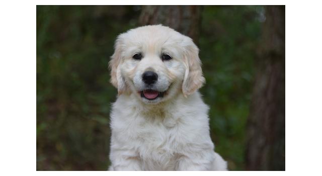 Щенки папийона (папильона) в питомнике Бон Плезир Щенки папийона (папильона) в питомнике Бон Плезир