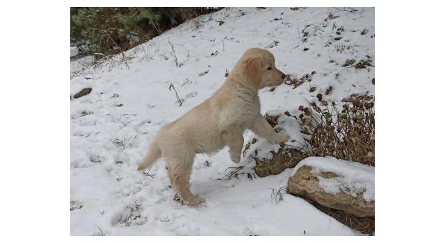 Щенки папийона (папильона) в питомнике Бон Плезир Щенки папийона (папильона) в питомнике Бон Плезир