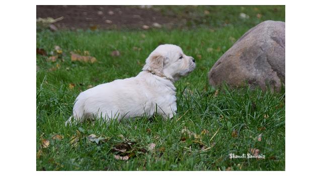 Щенки папийона (папильона) в питомнике Бон Плезир Щенки папийона (папильона) в питомнике Бон Плезир