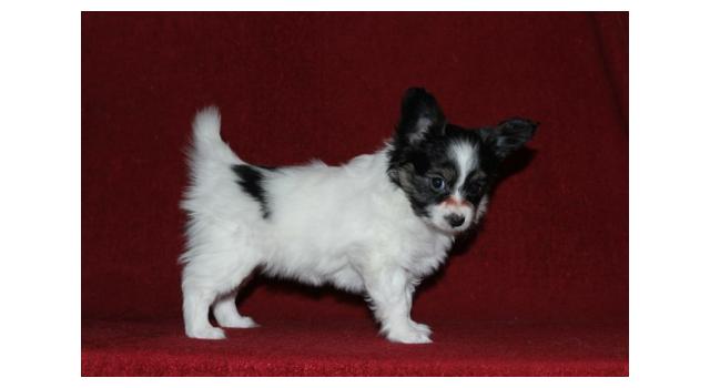 Щенки папийона (папильона) в питомнике Бон Плезир Щенки папийона (папильона) в питомнике Бон Плезир