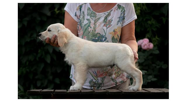 Щенки папийона (папильона) в питомнике Бон Плезир Щенки папийона (папильона) в питомнике Бон Плезир