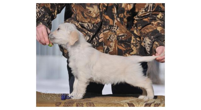 Щенки папийона (папильона) в питомнике Бон Плезир Щенки папийона (папильона) в питомнике Бон Плезир