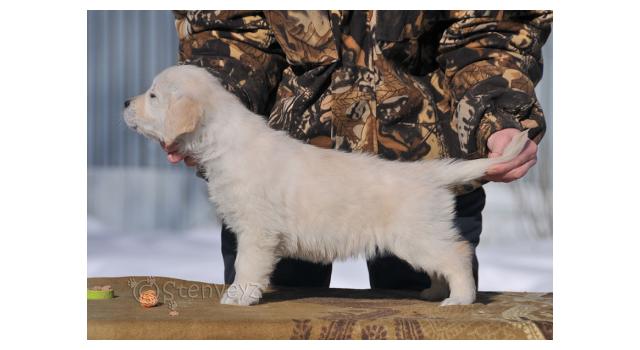 Щенки папийона (папильона) в питомнике Бон Плезир Щенки папийона (папильона) в питомнике Бон Плезир