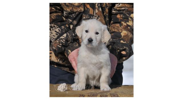 Щенки папийона (папильона) в питомнике Бон Плезир Щенки папийона (папильона) в питомнике Бон Плезир