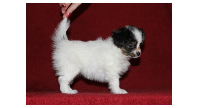 Щенки папийона (папильона) в питомнике Бон Плезир Щенки папийона (папильона) в питомнике Бон Плезир