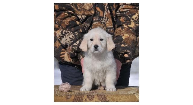 Щенки папийона (папильона) в питомнике Бон Плезир Щенки папийона (папильона) в питомнике Бон Плезир