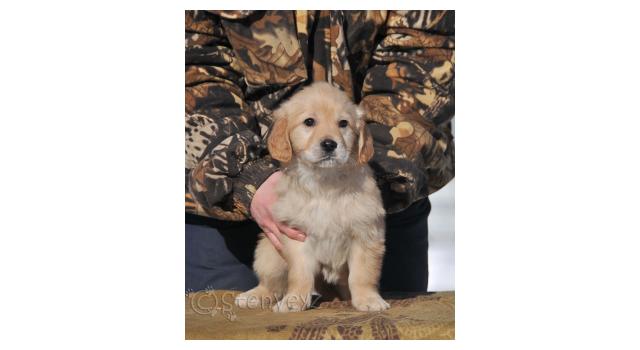 Щенки папийона (папильона) в питомнике Бон Плезир Щенки папийона (папильона) в питомнике Бон Плезир