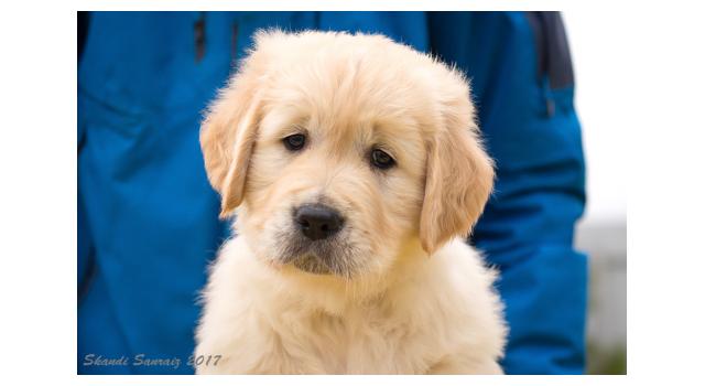 Щенки папийона (папильона) в питомнике Бон Плезир Щенки папийона (папильона) в питомнике Бон Плезир