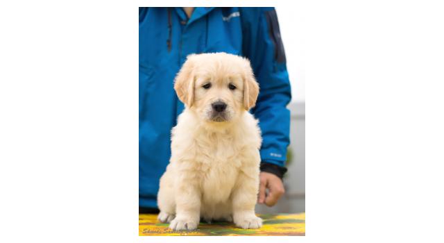 Щенки папийона (папильона) в питомнике Бон Плезир Щенки папийона (папильона) в питомнике Бон Плезир