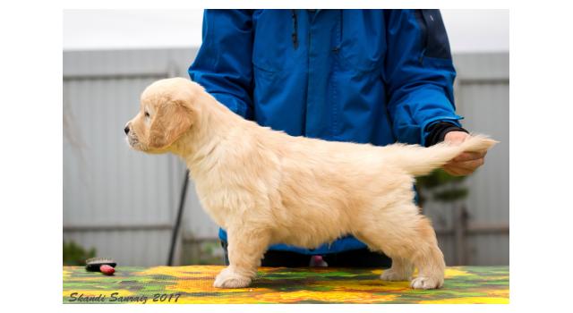 Щенки папийона (папильона) в питомнике Бон Плезир Щенки папийона (папильона) в питомнике Бон Плезир