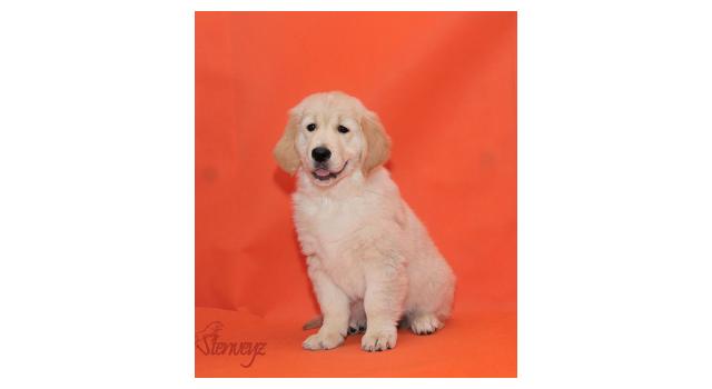 Щенки папийона (папильона) в питомнике Бон Плезир Щенки папийона (папильона) в питомнике Бон Плезир