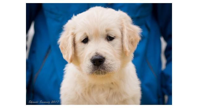 Щенки папийона (папильона) в питомнике Бон Плезир Щенки папийона (папильона) в питомнике Бон Плезир