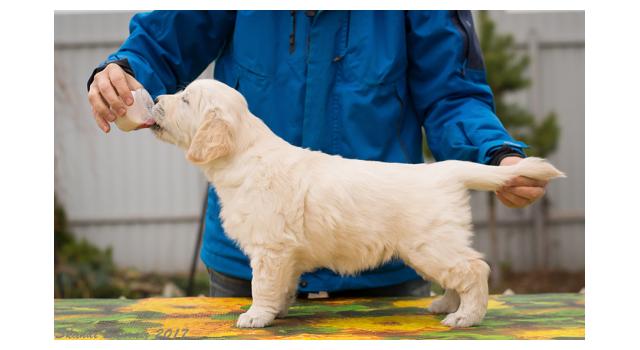 Щенки папийона (папильона) в питомнике Бон Плезир Щенки папийона (папильона) в питомнике Бон Плезир