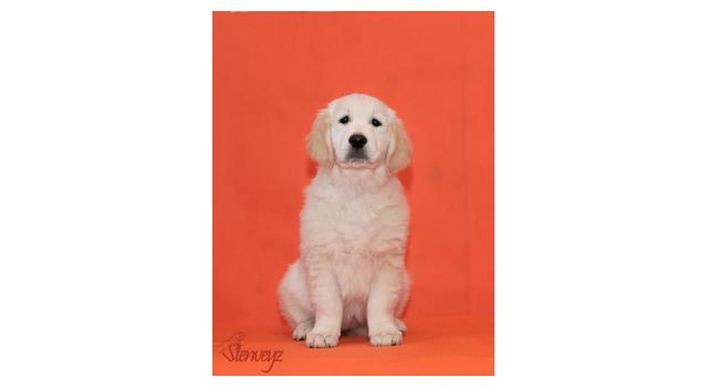 Щенки папийона (папильона) в питомнике Бон Плезир Щенки папийона (папильона) в питомнике Бон Плезир