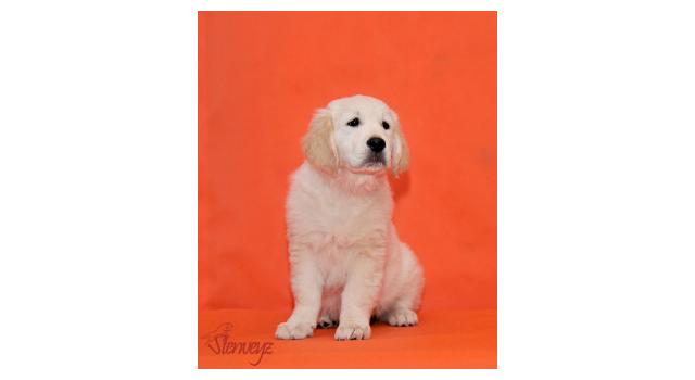 Щенки папийона (папильона) в питомнике Бон Плезир Щенки папийона (папильона) в питомнике Бон Плезир