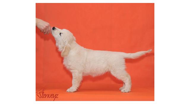 Щенки папийона (папильона) в питомнике Бон Плезир Щенки папийона (папильона) в питомнике Бон Плезир