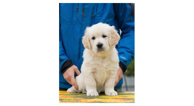 Щенки папийона (папильона) в питомнике Бон Плезир Щенки папийона (папильона) в питомнике Бон Плезир