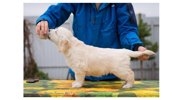 Щенки папийона (папильона) в питомнике Бон Плезир Щенки папийона (папильона) в питомнике Бон Плезир