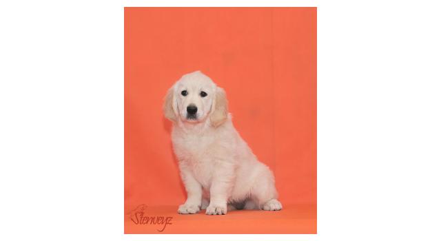 Щенки папийона (папильона) в питомнике Бон Плезир Щенки папийона (папильона) в питомнике Бон Плезир