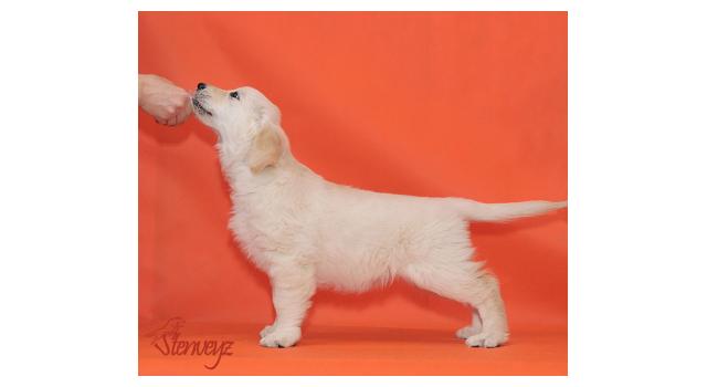 Щенки папийона (папильона) в питомнике Бон Плезир Щенки папийона (папильона) в питомнике Бон Плезир