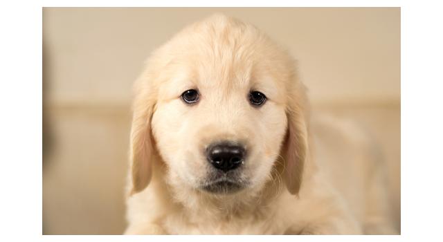 Щенки папийона (папильона) в питомнике Бон Плезир Щенки папийона (папильона) в питомнике Бон Плезир