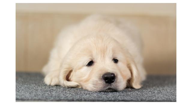 Щенки папийона (папильона) в питомнике Бон Плезир Щенки папийона (папильона) в питомнике Бон Плезир