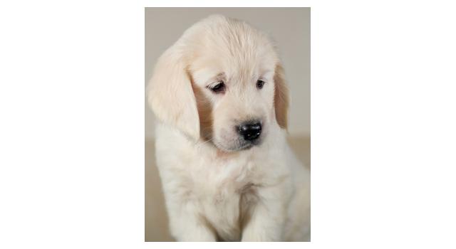 Щенки папийона (папильона) в питомнике Бон Плезир Щенки папийона (папильона) в питомнике Бон Плезир