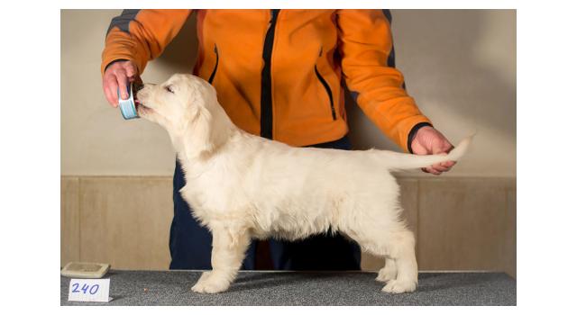 Щенки папийона (папильона) в питомнике Бон Плезир Щенки папийона (папильона) в питомнике Бон Плезир