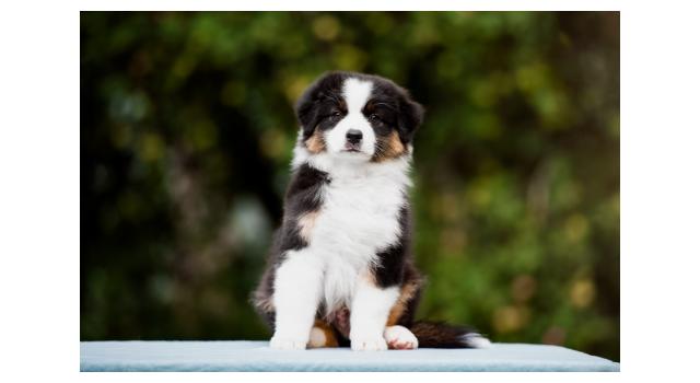 Щенки папийона (папильона) в питомнике Бон Плезир Щенки папийона (папильона) в питомнике Бон Плезир