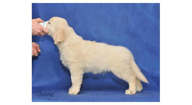 Щенки папийона (папильона) в питомнике Бон Плезир Щенки папийона (папильона) в питомнике Бон Плезир