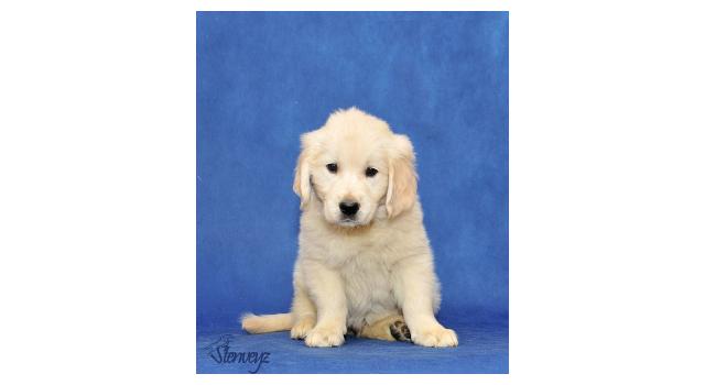 Щенки папийона (папильона) в питомнике Бон Плезир Щенки папийона (папильона) в питомнике Бон Плезир