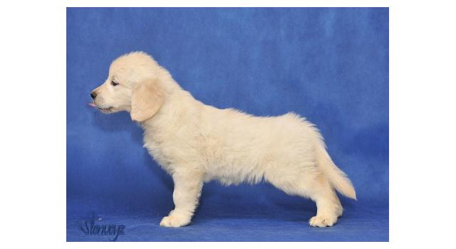 Щенки папийона (папильона) в питомнике Бон Плезир Щенки папийона (папильона) в питомнике Бон Плезир