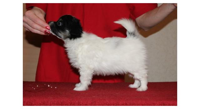 Щенки папийона (папильона) в питомнике Бон Плезир Щенки папийона (папильона) в питомнике Бон Плезир