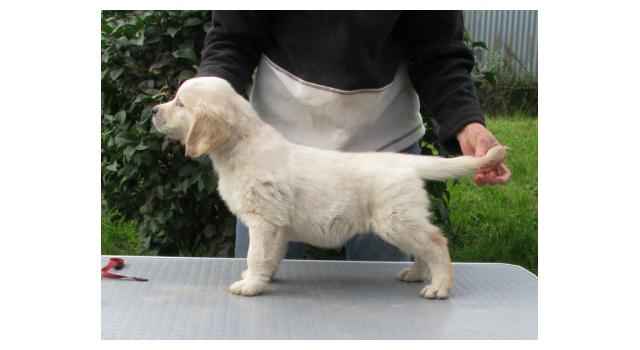 Щенки папийона (папильона) в питомнике Бон Плезир Щенки папийона (папильона) в питомнике Бон Плезир