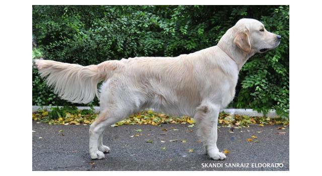 Щенки папийона (папильона) в питомнике Бон Плезир Щенки папийона (папильона) в питомнике Бон Плезир