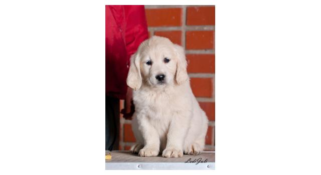 Щенки папийона (папильона) в питомнике Бон Плезир Щенки папийона (папильона) в питомнике Бон Плезир