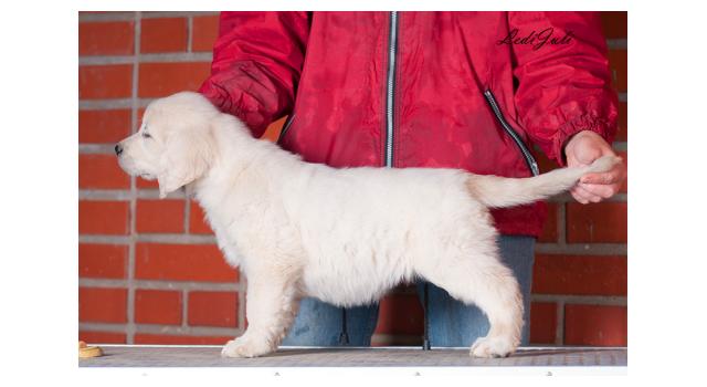 Щенки папийона (папильона) в питомнике Бон Плезир Щенки папийона (папильона) в питомнике Бон Плезир