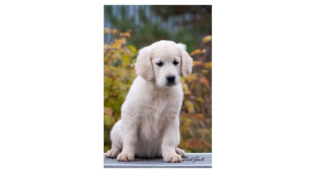 Щенки папийона (папильона) в питомнике Бон Плезир Щенки папийона (папильона) в питомнике Бон Плезир