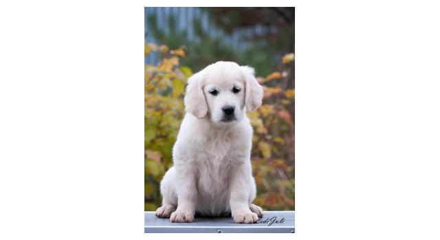 Щенки папийона (папильона) в питомнике Бон Плезир Щенки папийона (папильона) в питомнике Бон Плезир